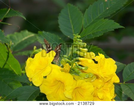 Texas Yellowbells