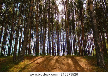 Autumn coniferous forest on a Sunny day