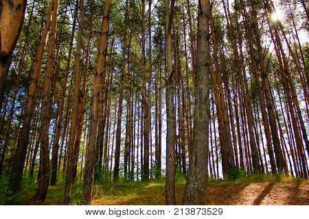 Autumn coniferous forest on a Sunny day