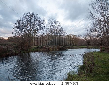 Beautiful Lake Country Autumn Swans Family Cygnets Swimming Floating Along