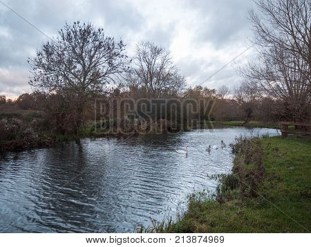 Beautiful Lake Country Autumn Swans Family Cygnets Swimming Floating Along