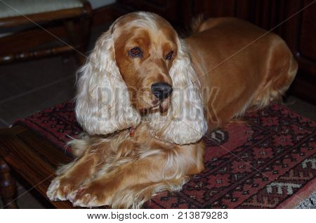 Brown Cocker Spaniel with long white ears sitting on table on persian carpet in library and posing