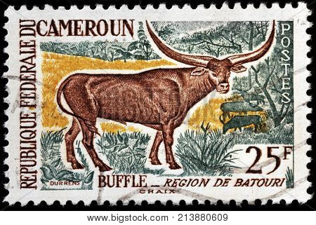 LUGA RUSSIA - OCTOBER 12 2017: A stamp printed by CAMEROON shows Watussi Cattle (Bos primigenius taurus) circa 1962