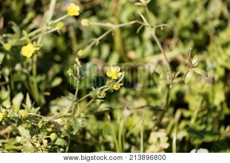 African Buttercup (ranunculus Multifidus)
