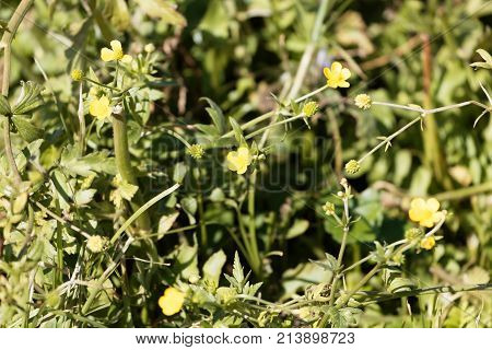 African Buttercup (ranunculus Multifidus)