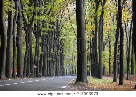 car on road in autumnal forset near austerlitz on utrechtse heuvelrug in holland
