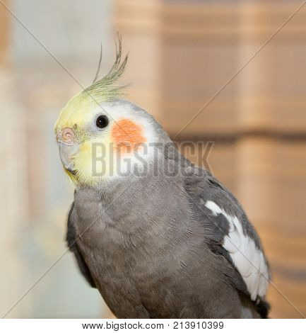 Closeup of a Cockatiel (Nymphicus hollandicus) bird