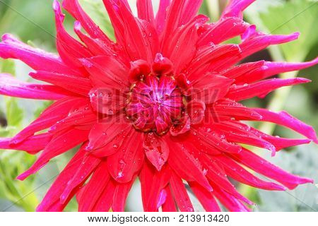 A large dahlia flower is bright red with raindrops on the petals. Photo taken close-up,  macro.