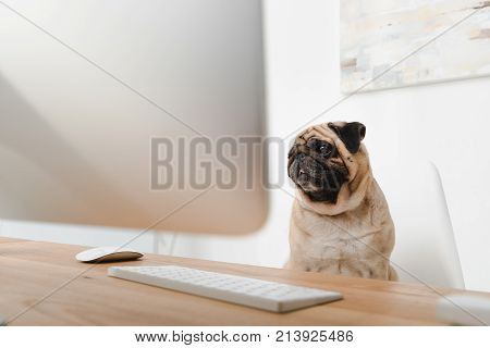 Business Dog At Workplace