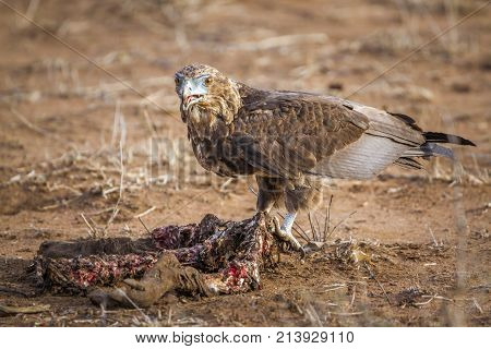 Bateleur eagle in Kruger national park, South Africa ; Specie Terathopius ecaudatus family of Accipitridae