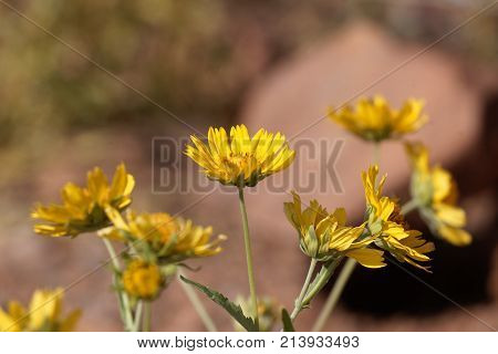 Ramtilla Plant (guizotia Scabra)