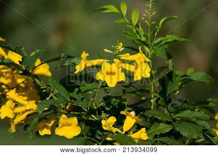 Close Up Of Yellow Flower, Yellow Elder