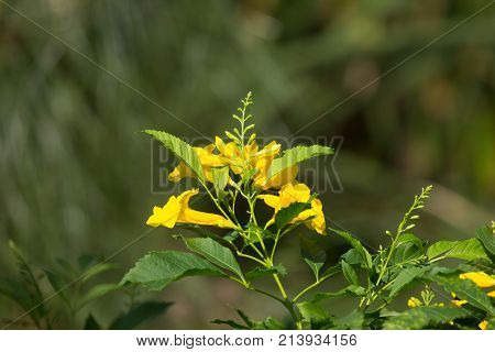 Close Up Of Yellow Flower, Yellow Elder