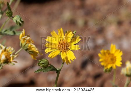 Ramtilla Plant (guizotia Scabra)