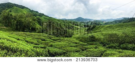 scenery of Boh tea plantation,cameron highland Malaysia at noon.