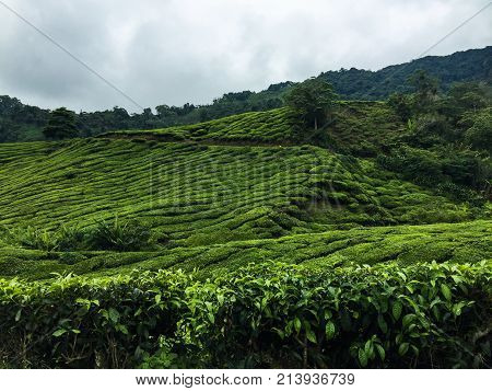 scenery of Boh tea plantation,cameron highland Malaysia at noon.