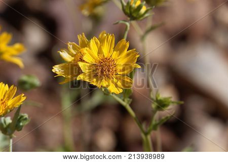 Ramtilla Plant (guizotia Scabra)