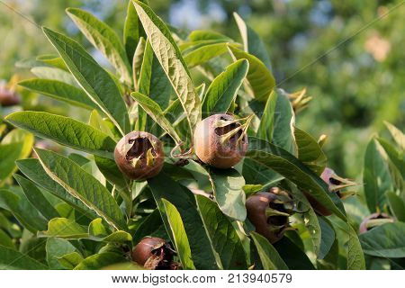 Medlars In Fruit Tree At A Garden Closeup