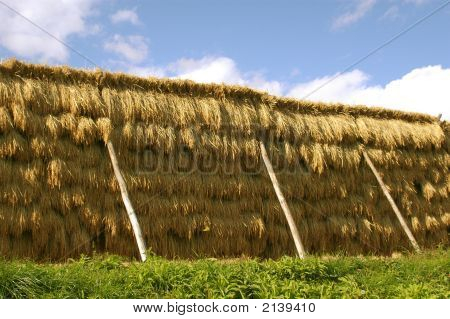 Kurutma pirinç Sheaves