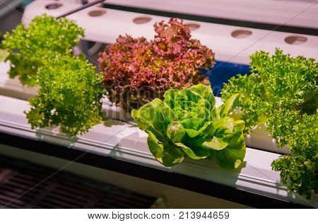 Vegetable plant in hydroponic gardening soilless system