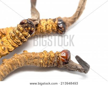 close up Ophiocordyceps sinensis (CHONG CAO, DONG CHONG XIA CAO) or mushroom cordyceps this is a herbs. Medicinal properties in the treatment of diseases.