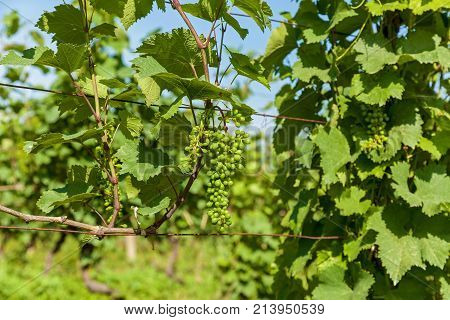 Vineyards of wine area of Georgia Kakheti, Kvareli wineyards close to Caucasus mountain range. Vineyards in the Kakheti region, Georgia, Caucasus