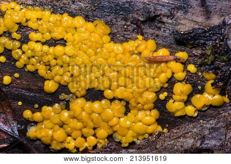Very small fungus yellow fairy cups or lemon discos Bisporella citrina on old wet wood macro texture selective focus shallow DOF.