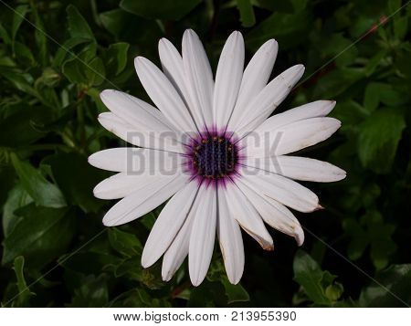 white daisy flower macro on green blurry leafs background