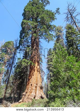 scenery at the Sequoia and Kings Canyon National Park with sequoia trees in California USA
