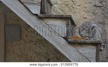A feral grey tabby cat eats dried cat food left for him by locals in the small north east Italian hill village of Erto in Friuli Venezia Giulia