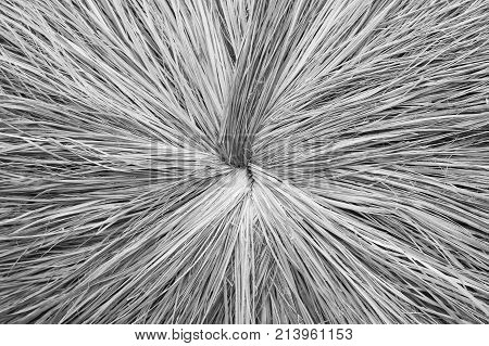 textured abstract natural background of wooden or wood dried straw grass or hay round pattern