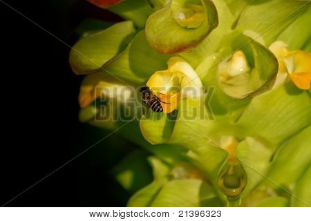 Curcuma Sessilis Gage veya kırmızı Siam Lale