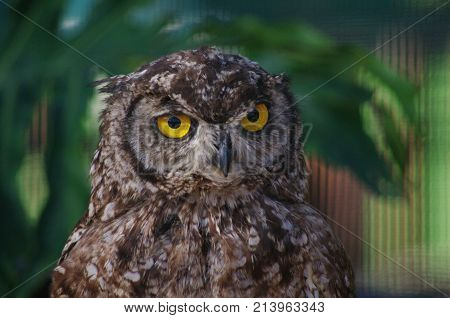 Cape Spotted Eagle Owl close-up showing yellow eyes