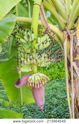 Banana blossom hanging on a tree in the farm