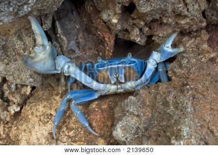 Blue kraba w Defensive Stance