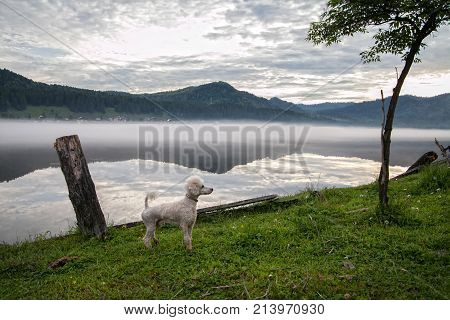 summer early morning on the lake in the fog. against the background of the mountains and the village on the shore. White poodle walking on green grass