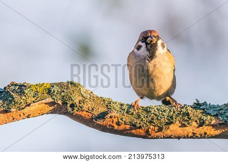 Single Male Sparrow On Dry Twig