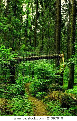 Ein Wald