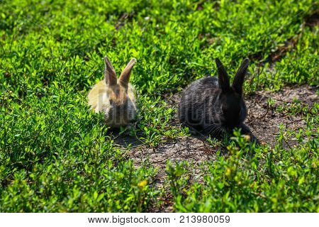 black and red little funny rabbit with long ears in the manger