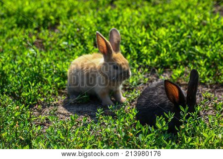 black and red little funny rabbit with long ears in the manger
