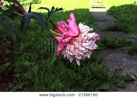 Eine Blume