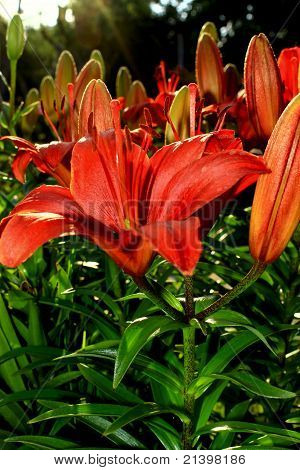 Blumen