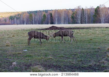 Two deer Bucks Fighting in a Field. Visim, Ural, Russia