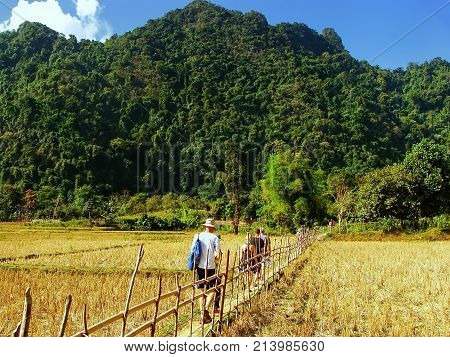 People walking through harvested rice field near Vang Vieng Laos. Vang Vieng is a popular destination for adventure tourism in a limestone karst landscape.