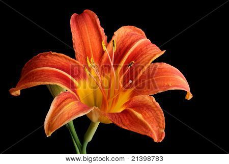 Daylily arancione, Hemerocallis Fulva, isolato