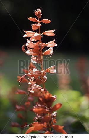 Flot rød blomst