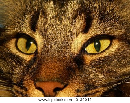 Catcrazyeyes