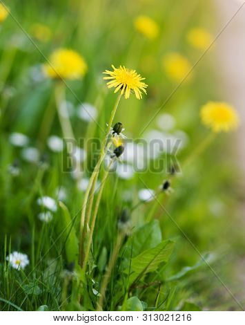Sowthistle Flowers On A Meadow, Shallow Depth Of Field. Herbaceous, Herb.