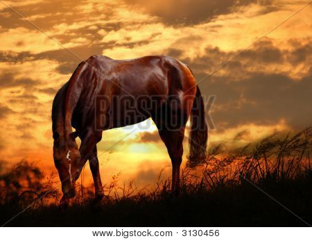 PASOUCÍ SE KONĚ NA SUNSET
