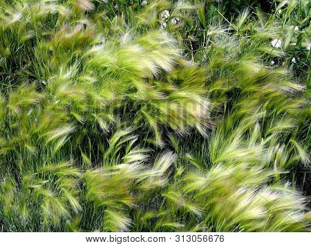 Picturesque Grass Barley Maned With The Latin Name Hordeum Jubatum Very Similar To The Feather Grass